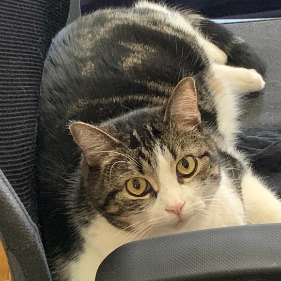 Meet your Posher, Myrna - Picture 1 of 1